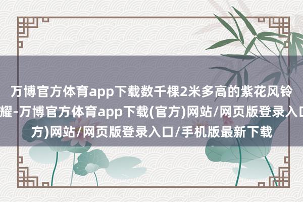 万博官方体育app下载数千棵2米多高的紫花风铃木结巴着冬日的夸耀-万博官方体育app下载(官方)网站/网页版登录入口/手机版最新下载