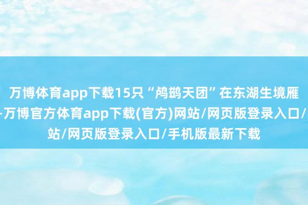 万博体育app下载15只“鸬鹚天团”在东湖生境雁岛负责“上岗”-万博官方体育app下载(官方)网站/网页版登录入口/手机版最新下载